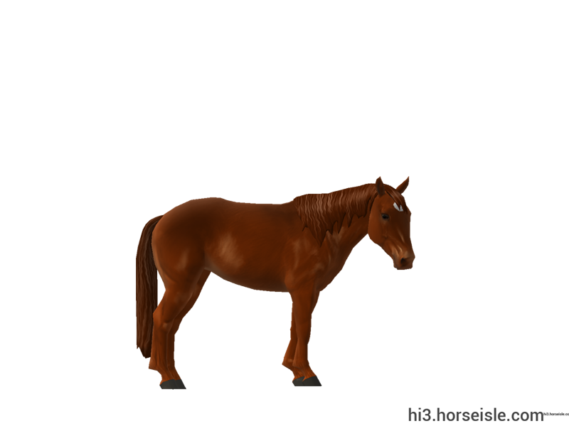 Sable Island Horse Red Chocolate Chestnut Coat